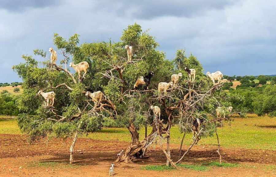 Agadir: High Atlas Mountains, Goats on Trees & Garden Tour - Practical Tips for Travelers
