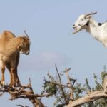 Agadir or Taghazout: Goat on Trees and Crocoparc with Pickup - A Complete Breakdown of the Tour Experience