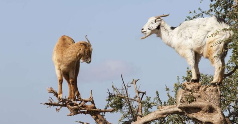 Agadir or Taghazout: Goat on Trees and Crocoparc with Pickup - A Complete Breakdown of the Tour Experience