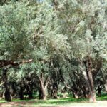 Agadir or Taghazout: Paradise Valley with Lunch & Transfers - The Full Journey: What to Expect at Each Step