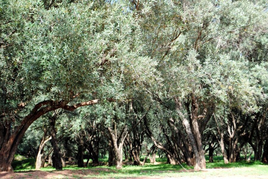 Agadir or Taghazout: Paradise Valley with Lunch & Transfers - The Full Journey: What to Expect at Each Step