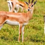 Agadir: Sous Massa National Park Desert Safari Tour & Lunch - Exploring Sous Massa National Park