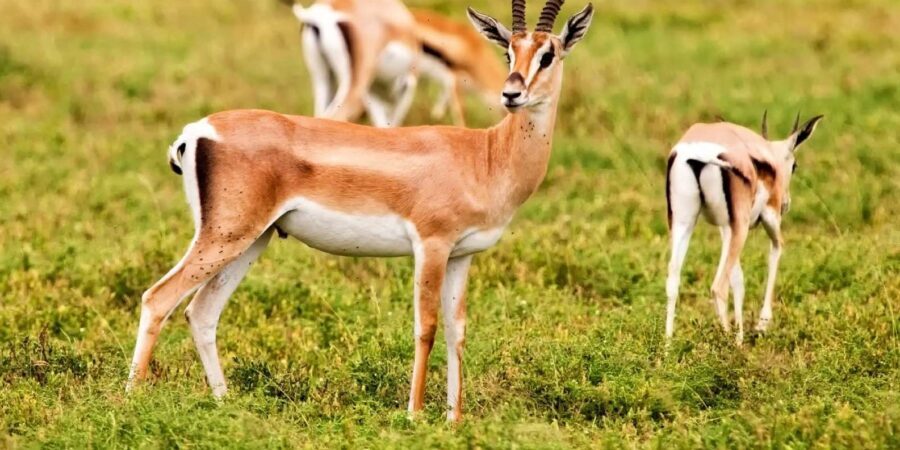 Agadir: Sous Massa National Park Desert Safari Tour & Lunch - Exploring Sous Massa National Park