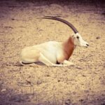 Agadir: Souss National Park Wildlife Half-Day Tour - FAQ