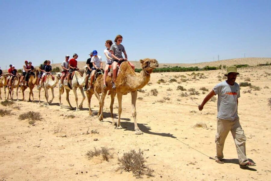 Agadir/Taghazout: Camel Rides with Tea Drink and Transfer - The Practical Side: Logistics and Value