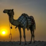 Agadir/Taghazout/Port: Camel Ride Tea & BBQ Option - The Value of This Tour
