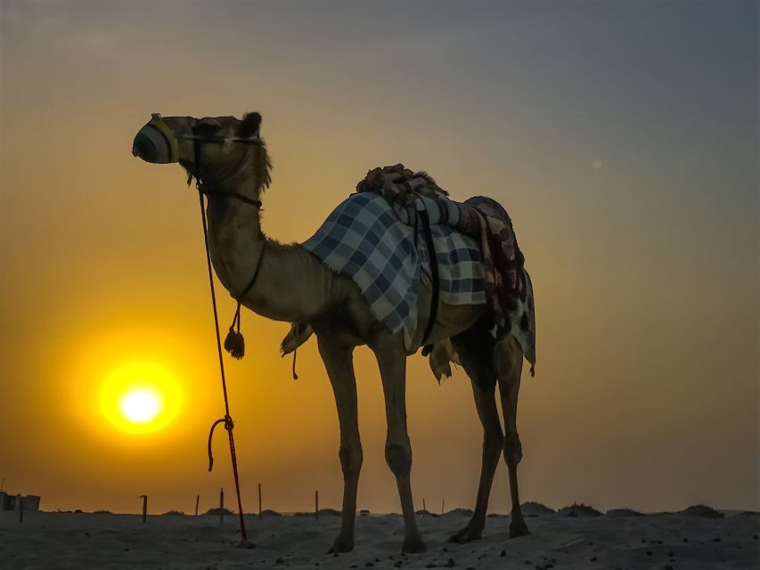 Agadir/Taghazout/Port: Camel Ride Tea & BBQ Option - The Value of This Tour