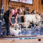 Agrodome Farm Experience including Farm Show and Farm Tour - Rotorua - Additional Highlights