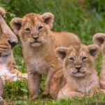 Akagera National Park Day Trip with Game Drive - Practical Tips for Your Day Trip