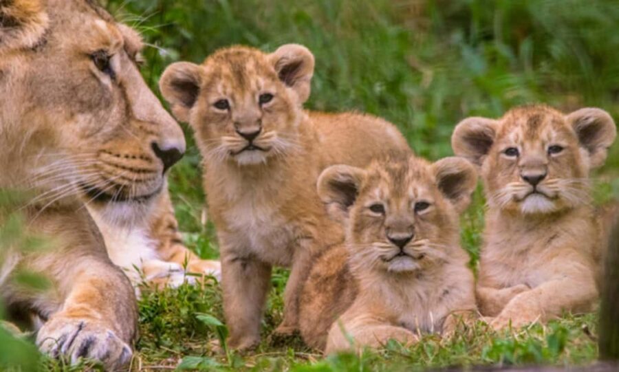 Akagera National Park Day Trip with Game Drive - Practical Tips for Your Day Trip
