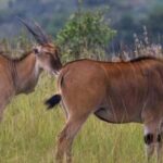 Akagera National Park: Game Drive with Optional Transfers - Final Thoughts