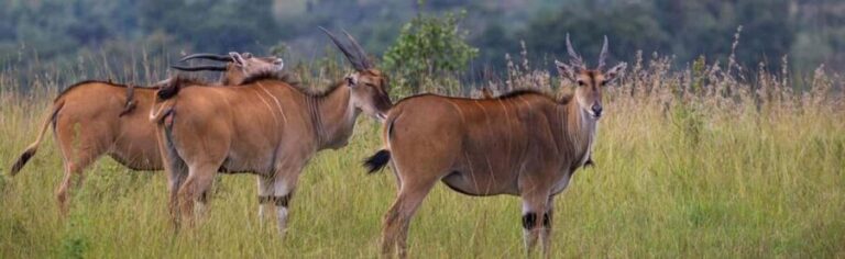 Akagera National Park: Game Drive with Optional Transfers - Final Thoughts