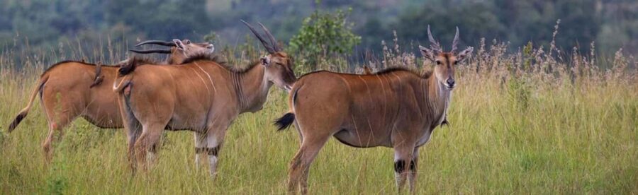 Akagera National Park: Game Drive with Optional Transfers - Final Thoughts