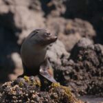Akaroa: 4WD Safari and Guided Sea-Kayaking Experience - The Land Journey: 4WD Safari Highlights
