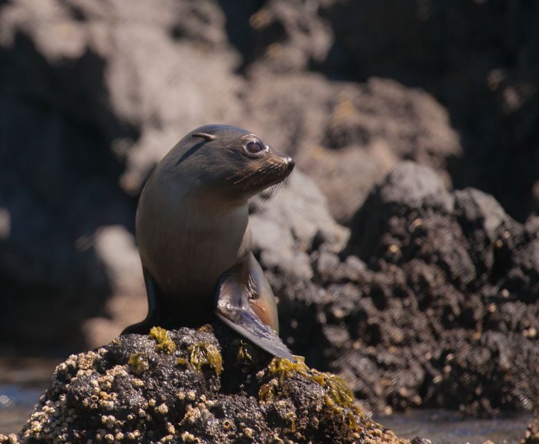 Akaroa: 4WD Safari and Guided Sea-Kayaking Experience - The Land Journey: 4WD Safari Highlights