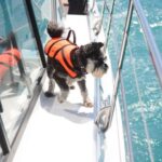 Akaroa: Dolphin Nature Cruise - Reviews in Perspective