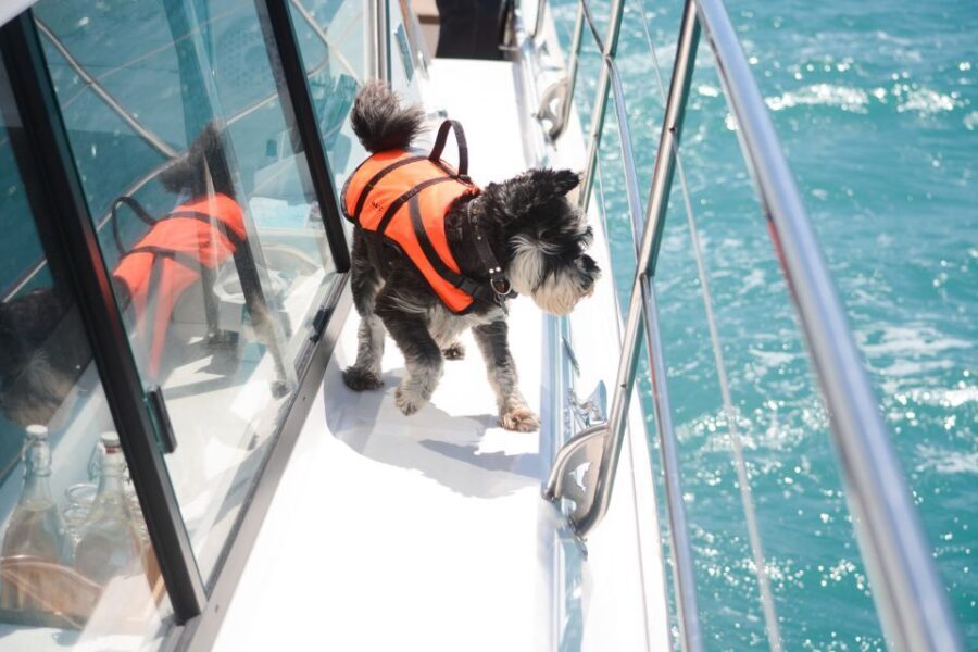 Akaroa: Dolphin Nature Cruise - Reviews in Perspective