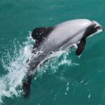 Akaroa Harbour Nature Cruise - The Value of the Experience