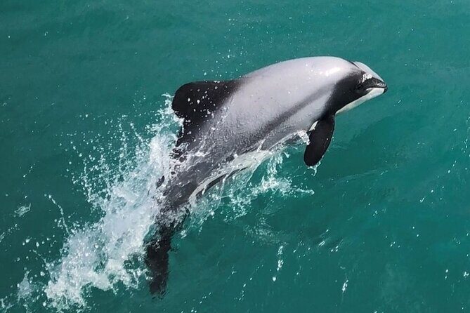 Akaroa Harbour Nature Cruise - The Value of the Experience