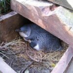 Akaroa: Pohatu Little Penguins 3-Hour Evening Experience - Final Thoughts