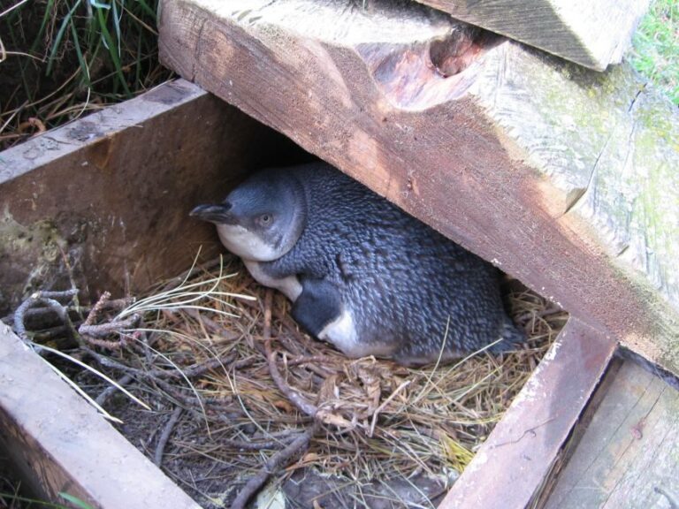 Akaroa: Pohatu Little Penguins 3-Hour Evening Experience - Final Thoughts
