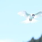 Akaroa: Scenic Coastline Wildlife Cruise - What Reviewers Say