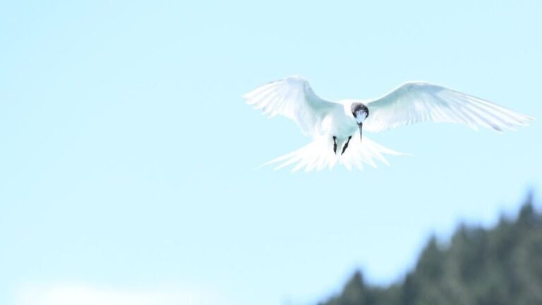 Akaroa: Scenic Coastline Wildlife Cruise - What Reviewers Say