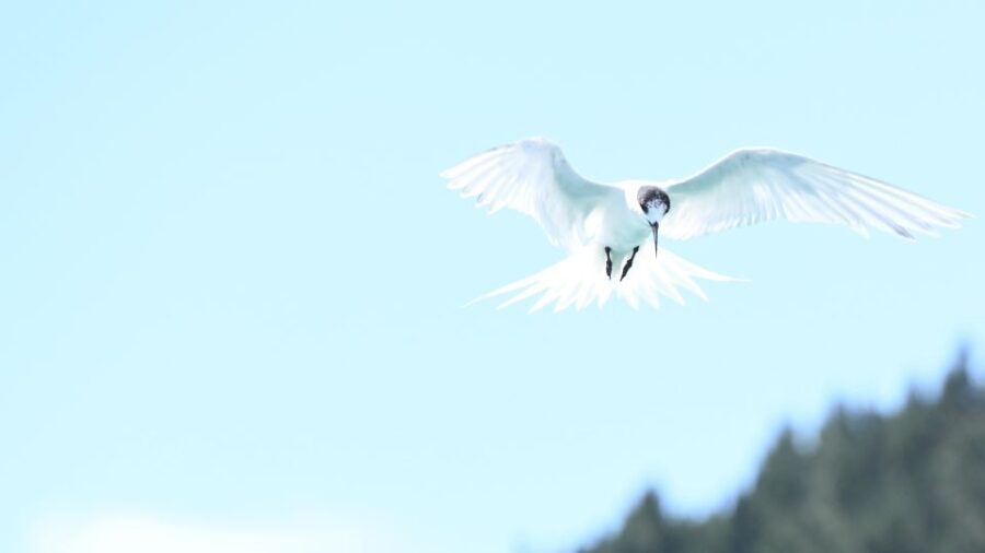 Akaroa: Scenic Coastline Wildlife Cruise - What Reviewers Say