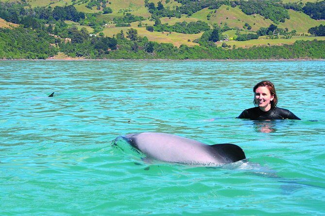 Akaroa Swim with Dolphins Tour from Christchurch - What’s Truly Special?