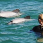 Akaroa: Swimming with Wild Dolphins Experience - Detailed Experience Breakdown
