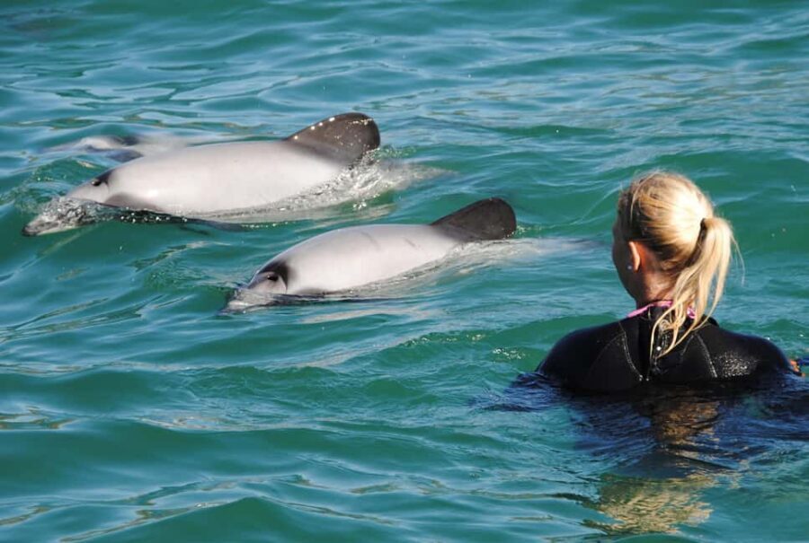 Akaroa: Swimming with Wild Dolphins Experience - Detailed Experience Breakdown
