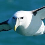 Akaroa Wildlife Cruise - Why the Small Group Matters