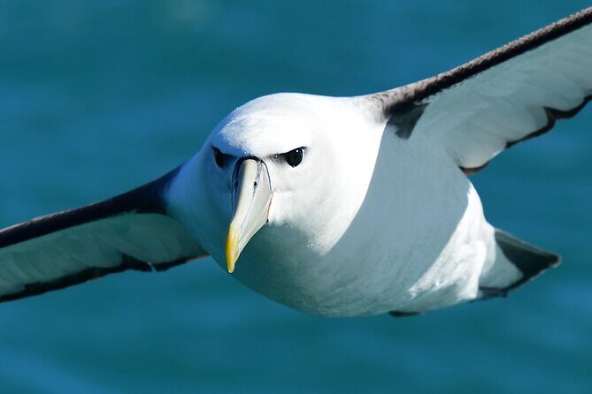 Akaroa Wildlife Cruise - Why the Small Group Matters