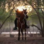 Al Mirfa: Forest Horseback Riding Adventure - What to Expect During Your Ride