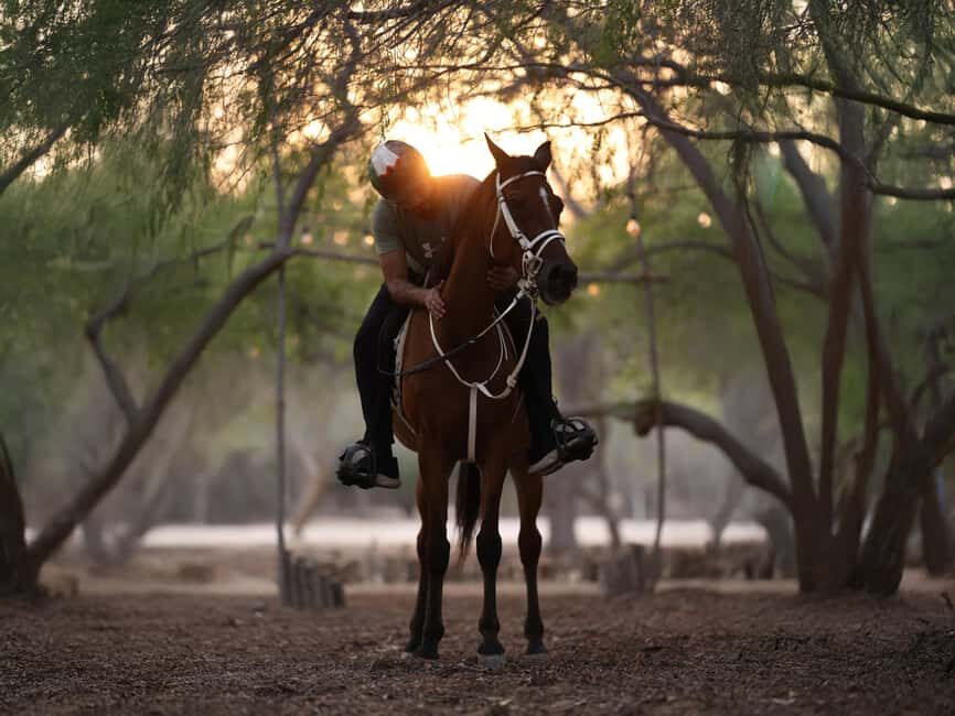 Al Mirfa: Forest Horseback Riding Adventure - What to Expect During Your Ride
