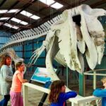Albany's Historic Whaling Station Admission Ticket - What You’ll Love About This Tour