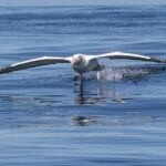 Albatross, seals, and sea birds-Wildlife Cruise - An In-Depth Look at the Wildlife Cruise Experience