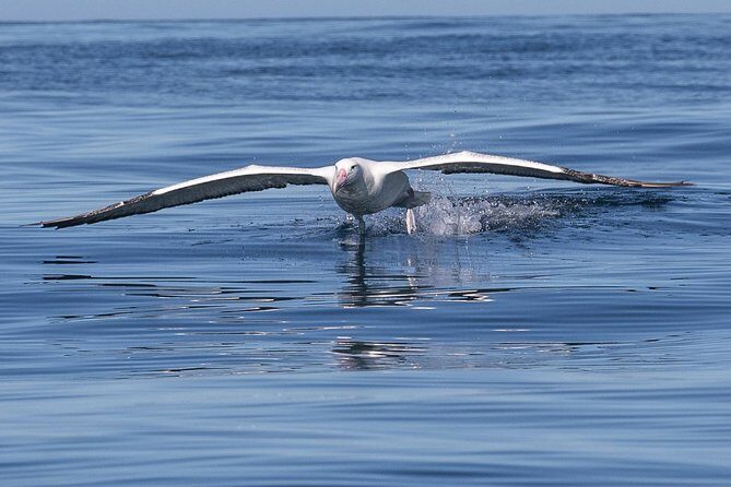 Albatross, seals, and sea birds-Wildlife Cruise - An In-Depth Look at the Wildlife Cruise Experience