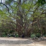 Algiers: Full-Day City Tour with Casbah and Notre-Dame - Itinerary Breakdown: What You’ll See and Experience
