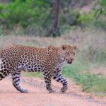 All inclusive 1 night Big Five Safari tour in from Cape Town - The itinerary – what to expect from start to finish