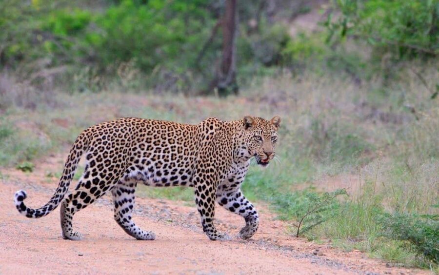 All inclusive 1 night Big Five Safari tour in from Cape Town - The itinerary – what to expect from start to finish