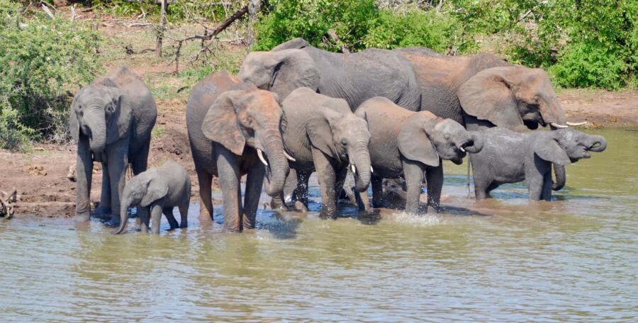 All inclusive 4 Day Kruger South to Central from Nelspruit - Comfort and Practicality