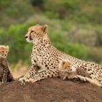 All-inclusive Big 5 Aquila Safari Game Drive Experience - What Makes This Tour Stand Out?