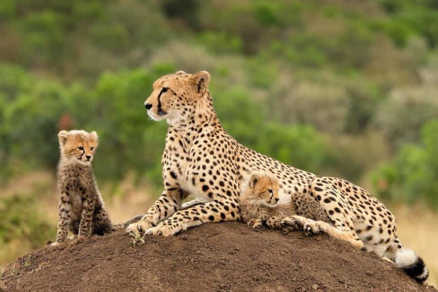 All-inclusive Big 5 Aquila Safari Game Drive Experience - What Makes This Tour Stand Out?
