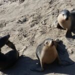 All-Inclusive Boutique 2 Day Kangaroo Island Tour - Who Is This Tour Best For?