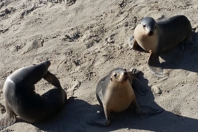 All-Inclusive Boutique 2 Day Kangaroo Island Tour - Who Is This Tour Best For?