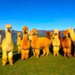All Inclusive Shamakhi Alpaca & Wine Tour - What Makes This Tour Stand Out?