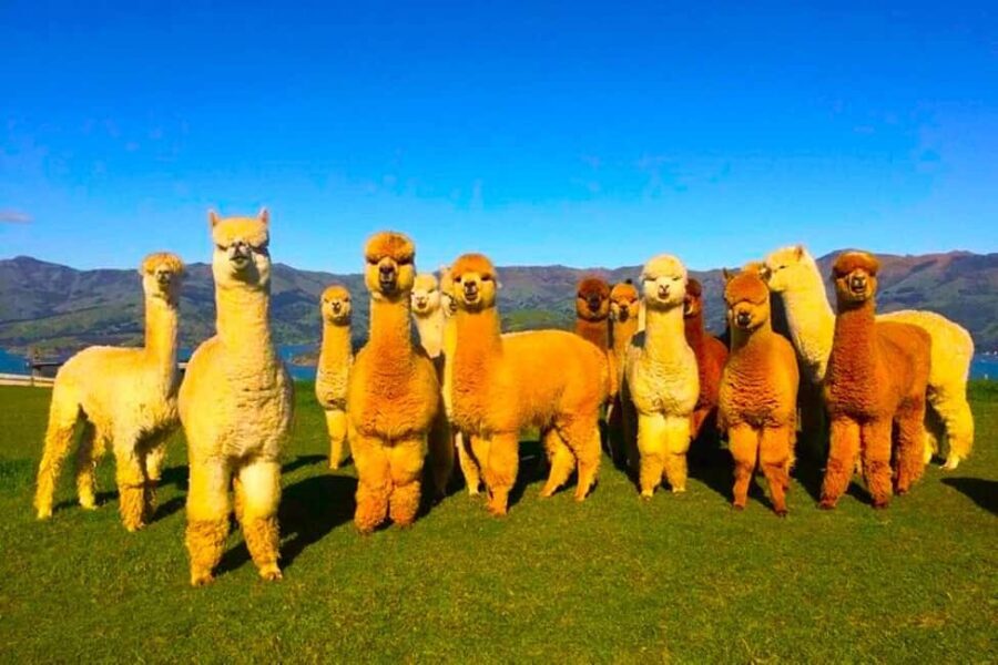 All Inclusive Shamakhi Alpaca & Wine Tour - What Makes This Tour Stand Out?