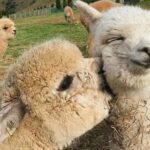 Alpaca Private Tour with guide - Value and Price
