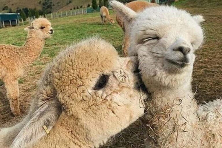 Alpaca Private Tour with guide - Value and Price